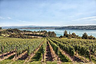 Weinberg von Weingut Kress Weinberg von Weingut Kress