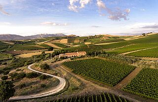 Sallier de la tour, Weingut, Weinfeld