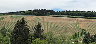 Der Kiedricher Gräfenberg