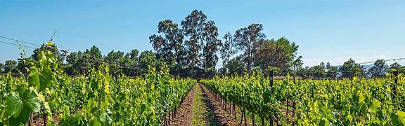 Weinfeld, Weingut in Maipo Valley bei blauem Himmel