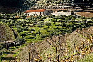 Weinberge und Weinfelder des Weinguts Quinta do Vale Meao