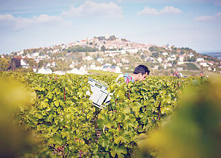 Weinbergsarbeit bei der Domaine Vacheron Weinbergsarbeit bei der Domaine Vacheron