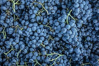 Weintrauben des Weinguts Terroir al Limit Weintrauben Terroir al Limit