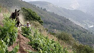 Arbeit im Weinberg in Bierzo