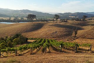 Chapoutier vingård med landskab