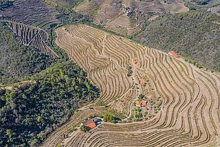 Vingården Pintas Wine & Soul Vingården Pintas Wine & Soul