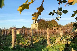 Weingut Suenen, mit Weinreben im Vordergrund, bei Sonnenschein Weingut Suenen, mit Weinreben im Vordergrund, bei Sonnenschein