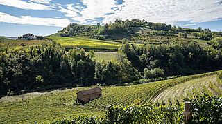 Piemont Weinfeld Piemont Weinfeld