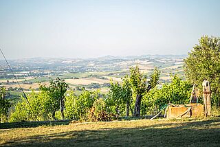 La Follonica vingård La Follonica vingård