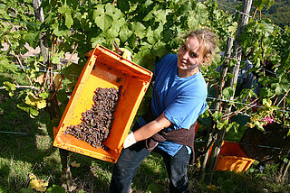 Beerenauslese Maximin Grünhaus
