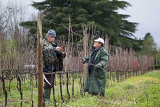 Druehøst på en vingård i Portugal