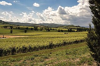 Siro Pacenti vinmarker