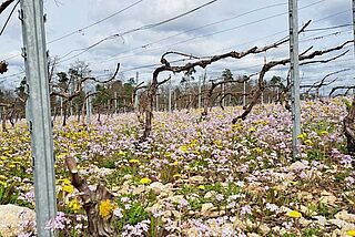 Weinreben auf dem Weinfeld Vincent Couche