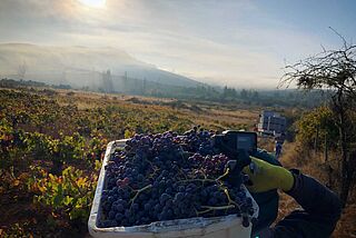 Geerntete Trauben in Box auf Weinberg von Garage Wine