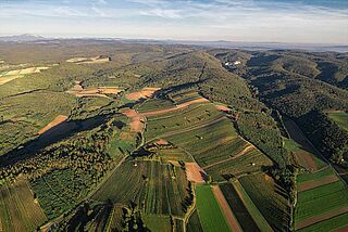 Weinlandschaft Kolfok