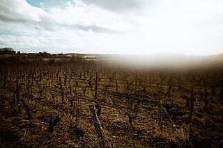 Vinmarker i Sancerre og Centre val de Loire