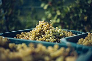 Riesling Trauben Riesling Trauben