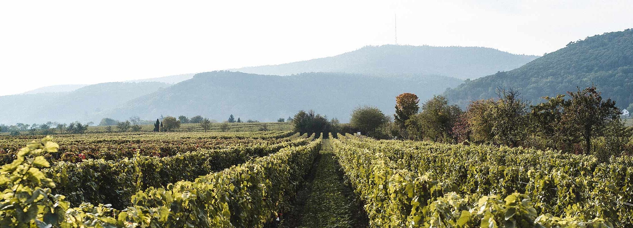 Weinlandschaft in Deutschland