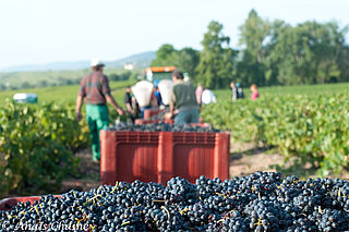 Arbeiter hinter einem Berg geernteter Weintrauben