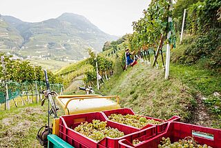 Weinlese im Weinberg von Pranzegg, Weinberge im Hintergrund