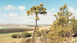 Weinberge in Kastilien und Leon