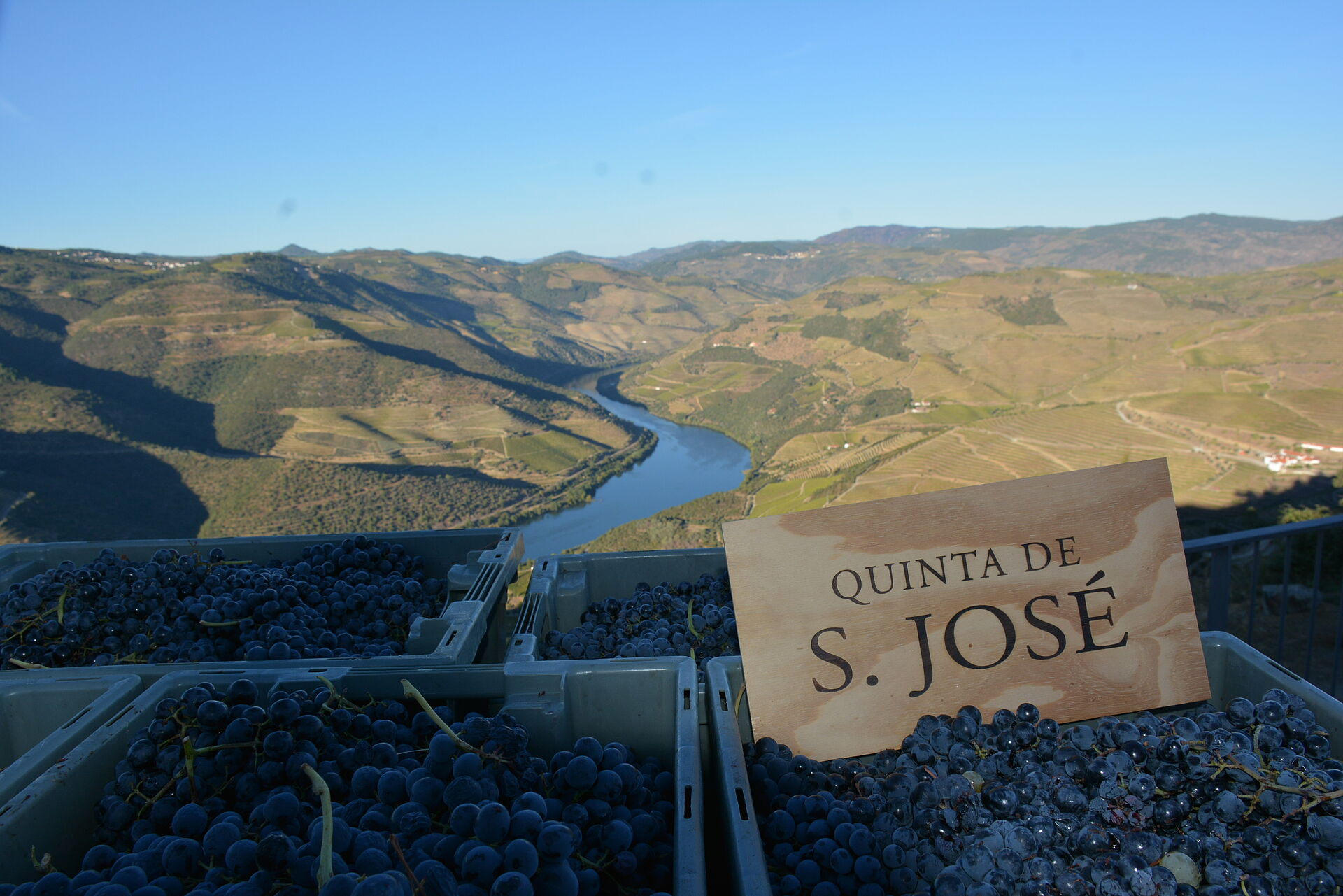 Eigene Weintrauben vor Panorama der Weinberge