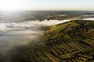 Österreich Weinregion
