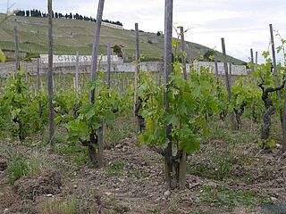 Rebstöcke bei Tain Ermitage