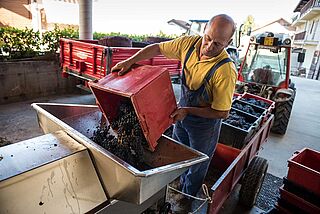 Winzer schüttet rote Weintrauben zur Kelterung in einen Behälter