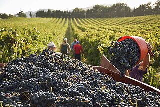 Druehøst i Italien Druehøst i Italien