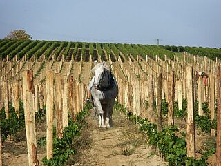 Pferd im Weinberg von Troplong Mondot