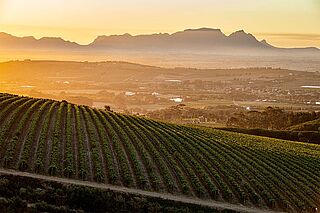 Weinberge in Suedafrika