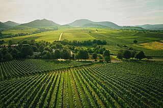grünes Weinfeld des Weinguts Kranz aus der Vogelperspektive grünes Weinfeld des Weinguts Kranz aus der Vogelperspektive