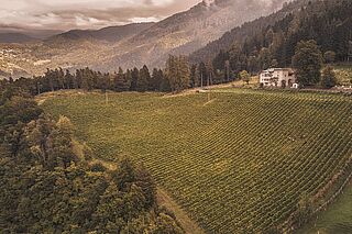 BAron Longo Weinberge