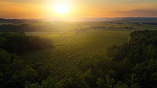 Weinfelder bei du Cedre