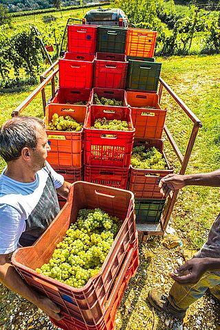 Ernte beim Weingut I Clivil