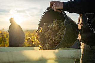 F.E. Trimbach Weinernte Trauben