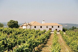 Alvaro Castro vingård Weinfeld, Alvaro Castro vingård, under en blå himmel