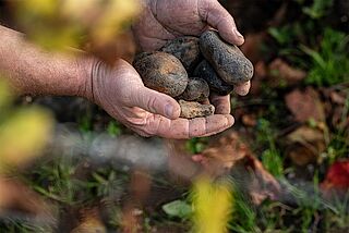 Terroir von Winzer Marcoult