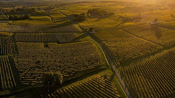 Bordeaux Weinfeld