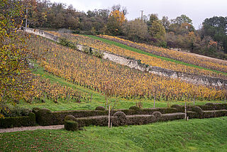 Weinstöcke von Pierre Morey