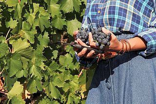 Eine Frau, die Wein geerntet hat