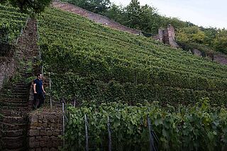 Weinberge Rudolf Fürst