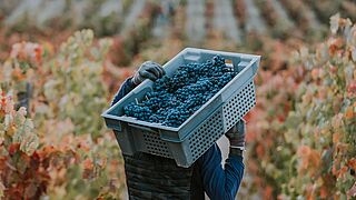 Person im Weinberg trägt Trauben