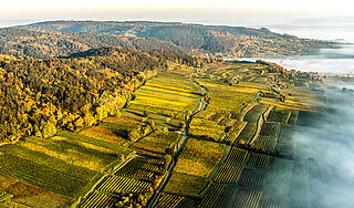die Weinberge von Markus Huber