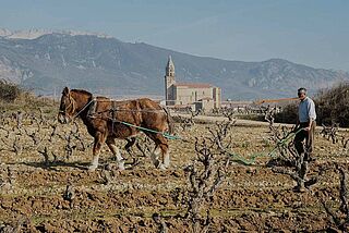 Arbeiter mit Pferd auf dem Weingut Bodegas Artadi – Laguardia