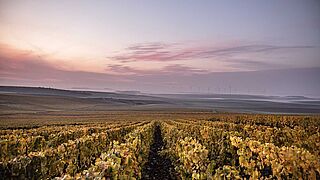 Vingården Le Brun de Neuvilles vinmark ved solnedgang Vinmarken Le Brun de Neuville