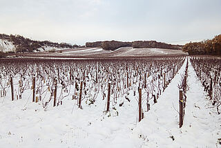 Weinberge bei Schnee Decelle et Fils