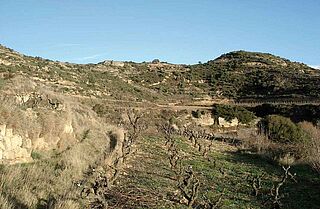 Weinberge des Weinguts