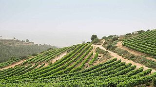 Israel Weinfelds vingårde